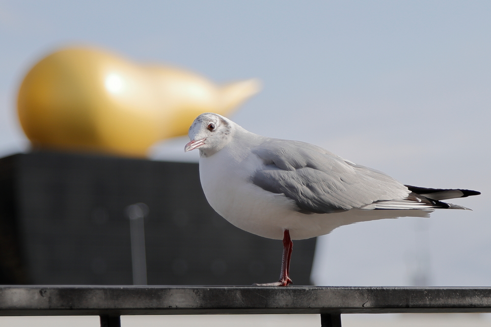 ユリカモメ