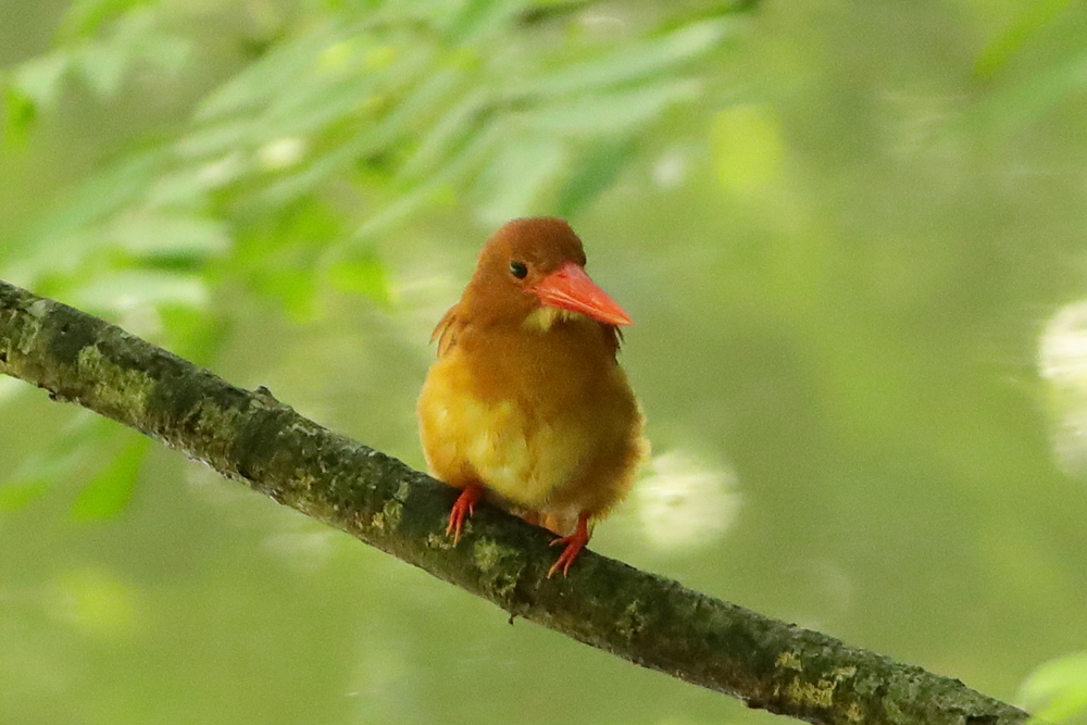 アカショウビン